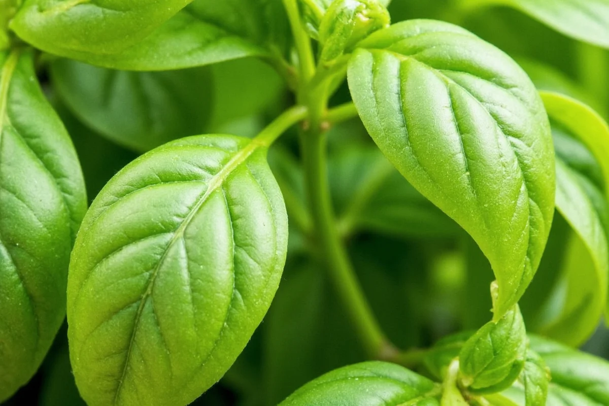 Basil Sunlight Guide: 6-8 Hours Daily | TheHomeSprouts