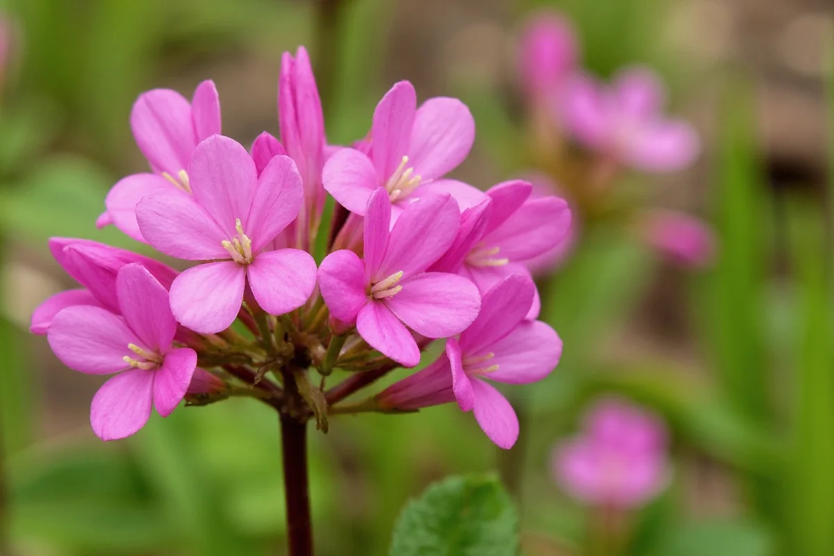 Pink Clover Flower: May 23 Birth Flower | TheHomeSprouts