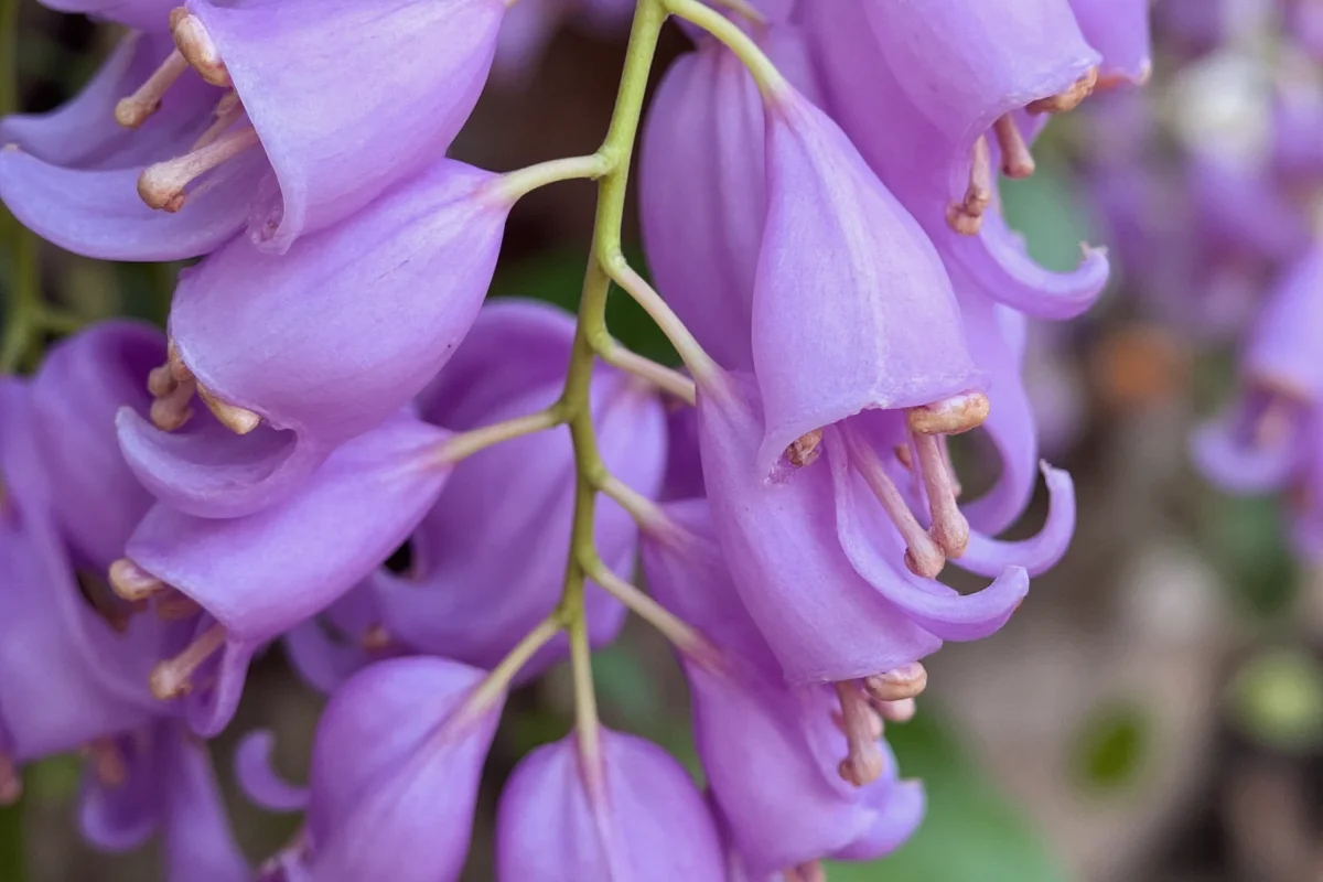 February 11 Wisteria: 5 Tips for Growing | TheHomeSprouts