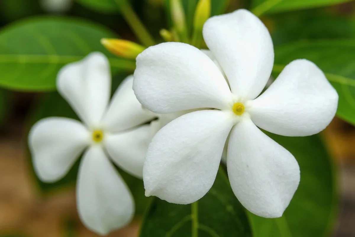 March 19 Birth Flower: Jasmine Guide | TheHomeSprouts