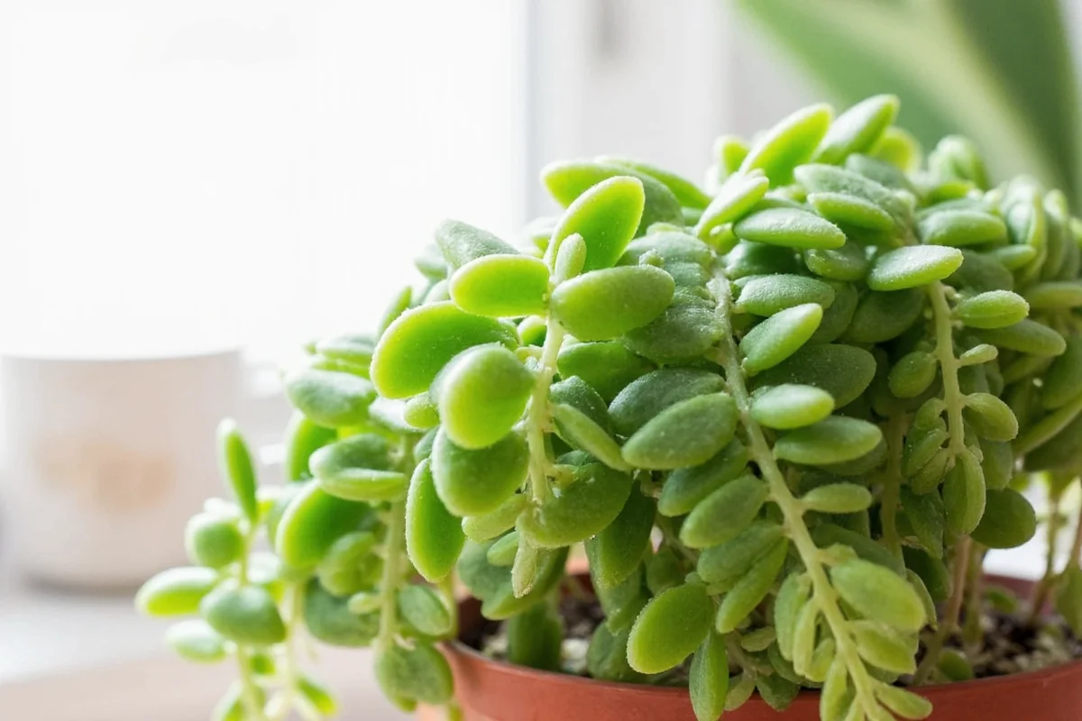 Jade Plant Watering Guide | TheHomeSprouts