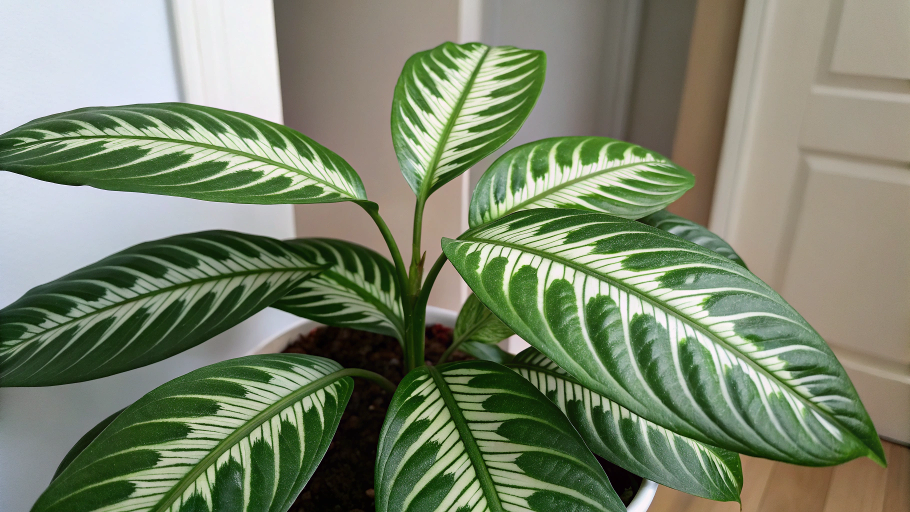 Rattlesnake Plant: Care Guide & Growing Tips