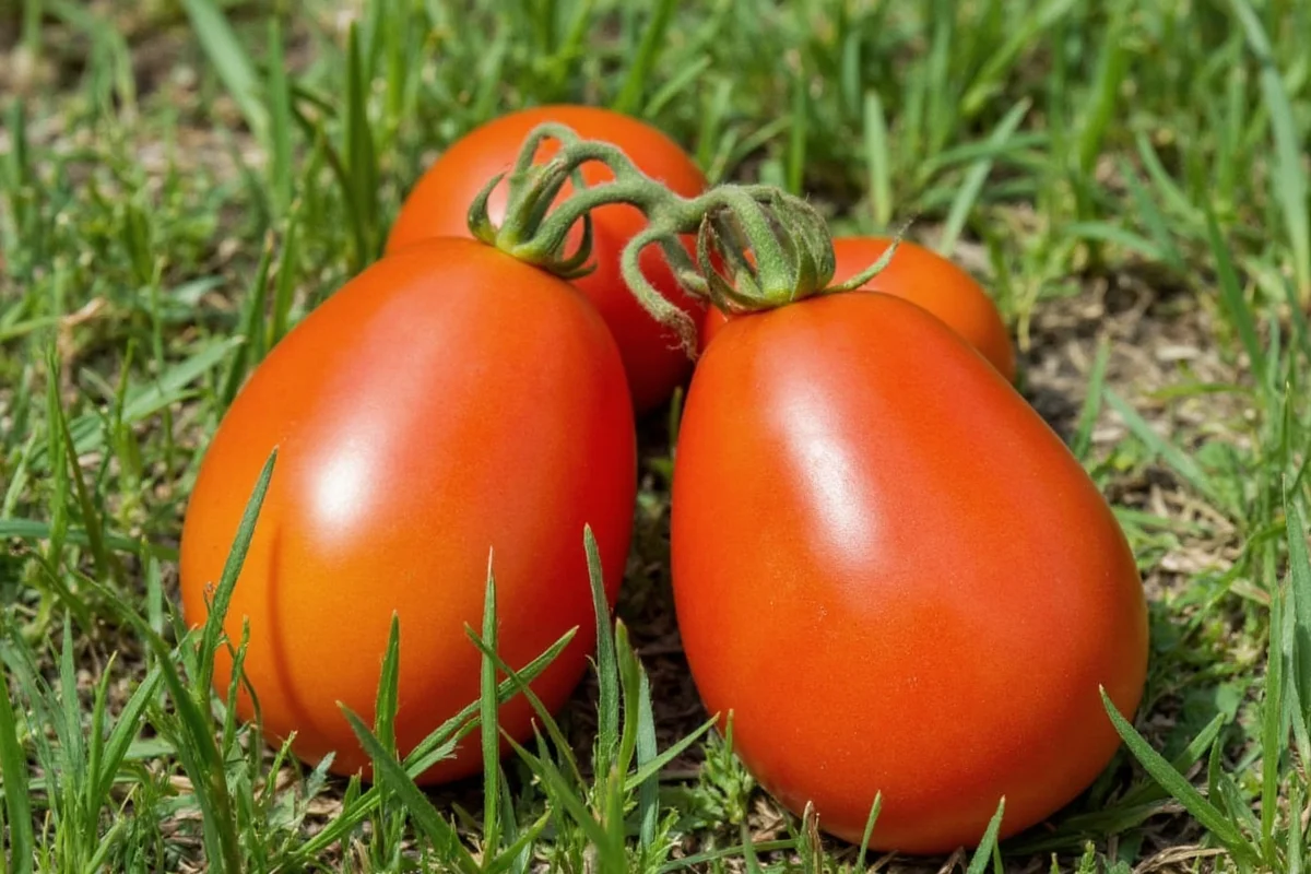 Grow Tomatoes from Seed: 7 Steps | TheHomeSprouts
