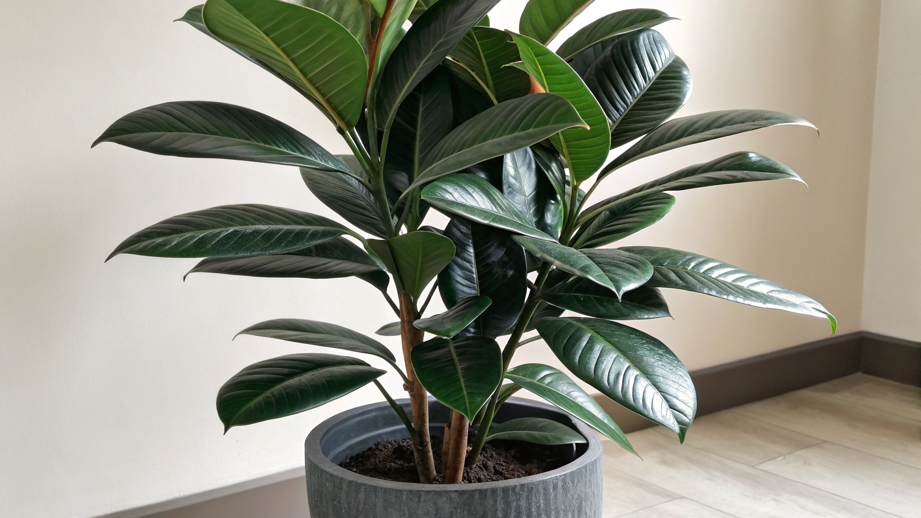 Cast Iron Plant: Durable Beauty for Any Space