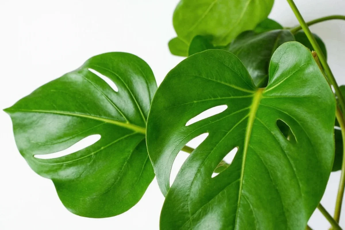 Does Monstera Bring Good Luck? | TheHomeSprouts