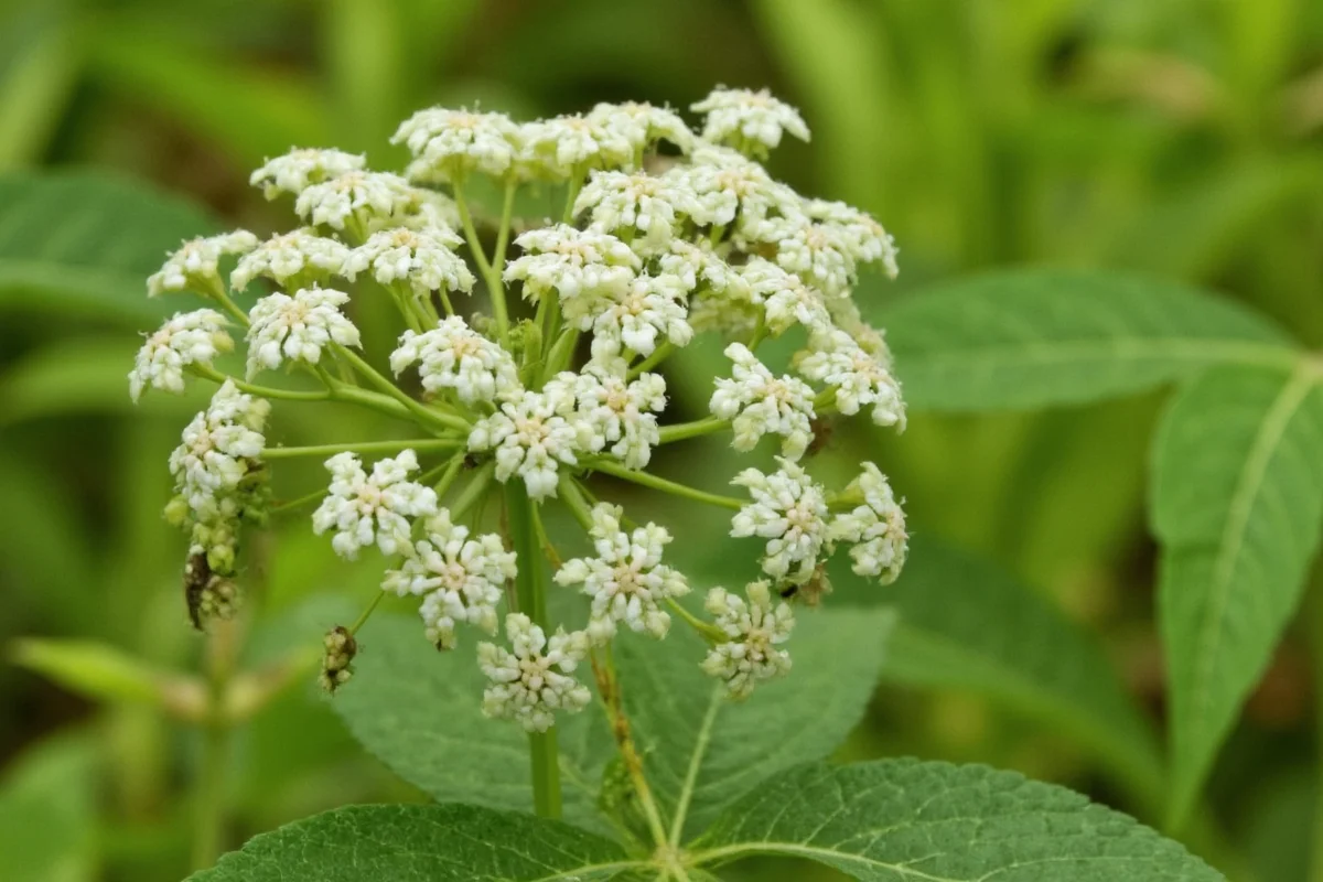 June 23 Elderflower: Meaning & History | TheHomeSprouts