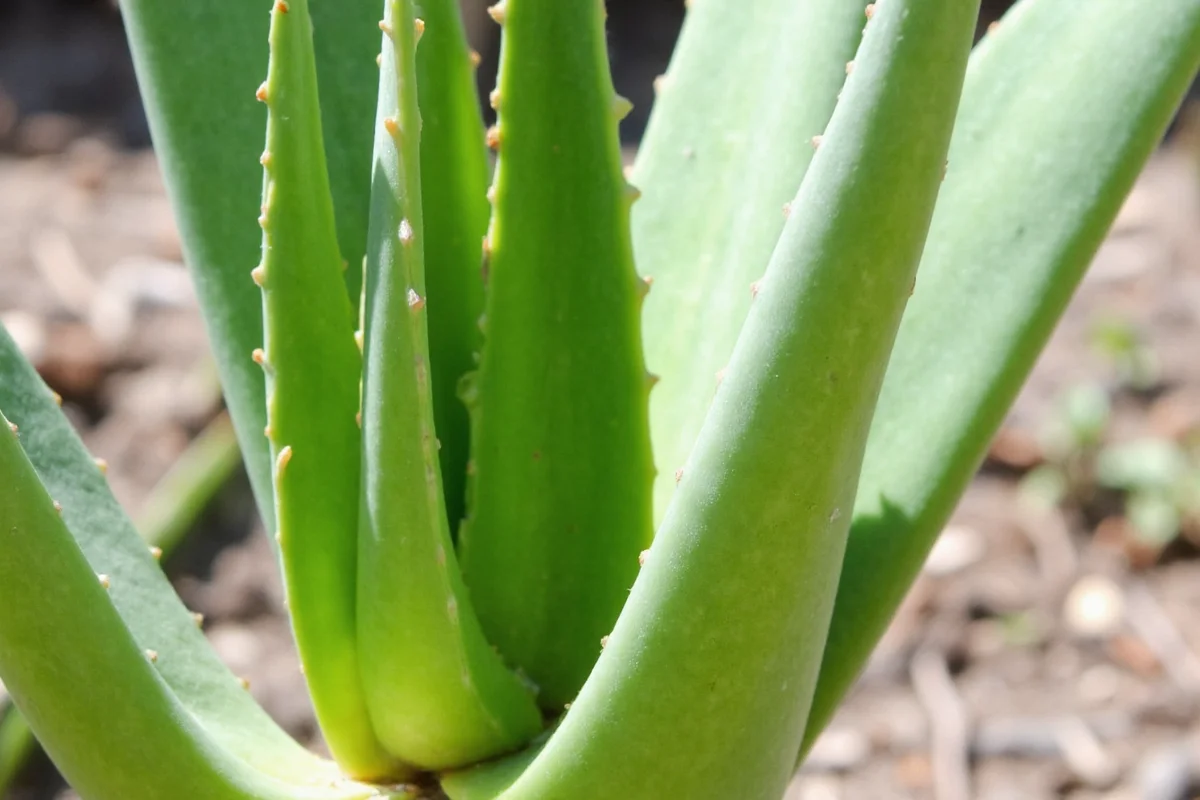 Save Your Aloe: 5 Fixes for Dying Plants | TheHomeSprouts