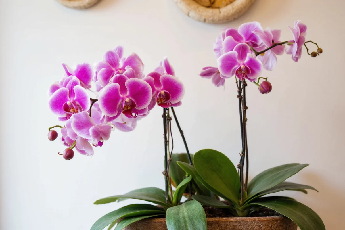 5 Orchid Care Secrets for Year-Round Blooms | TheHomeSprouts