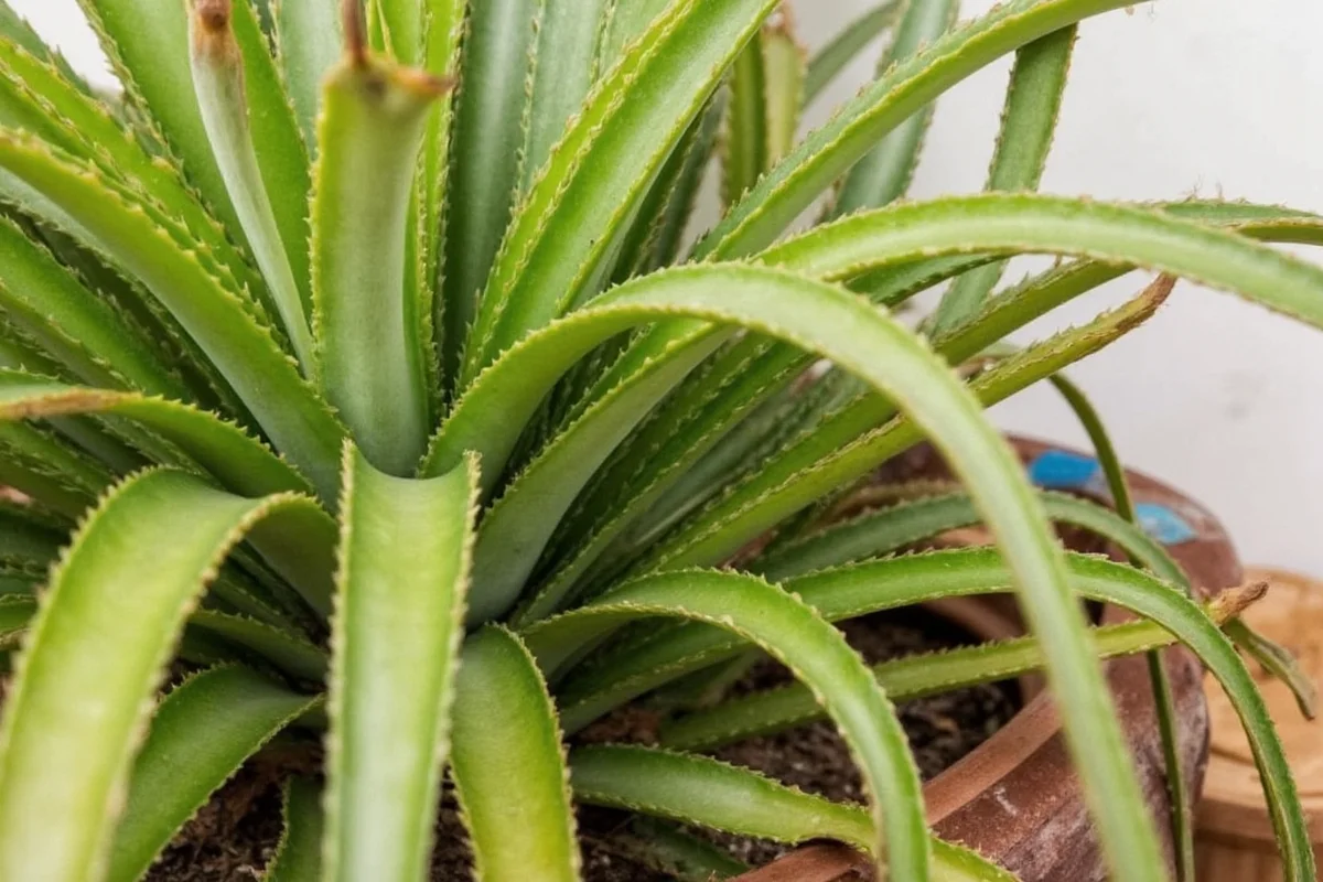 Grow Pineapples at Home: 5 Care Tips | TheHomeSprouts