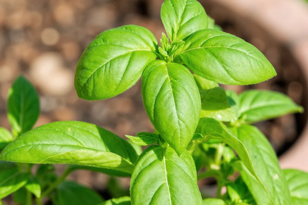 Basil Light Guide: 6-8 Hours Daily | TheHomeSprouts