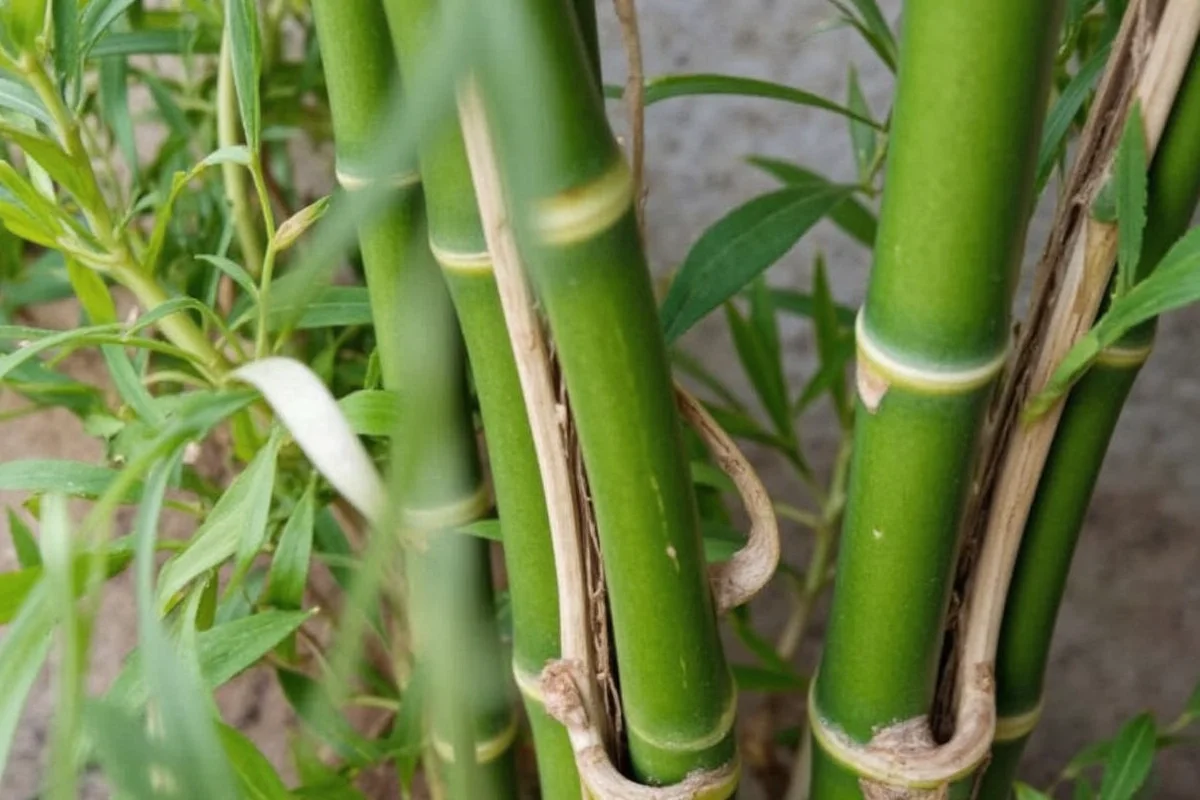 Transplant Bamboo in 5 Steps | TheHomeSprouts