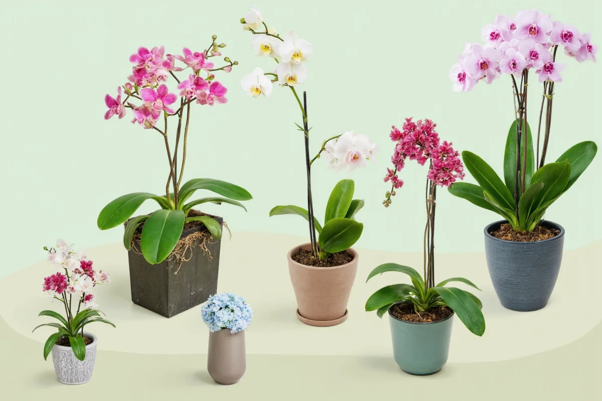 Orchid Watering Guide: 5 Expert Tips | TheHomeSprouts