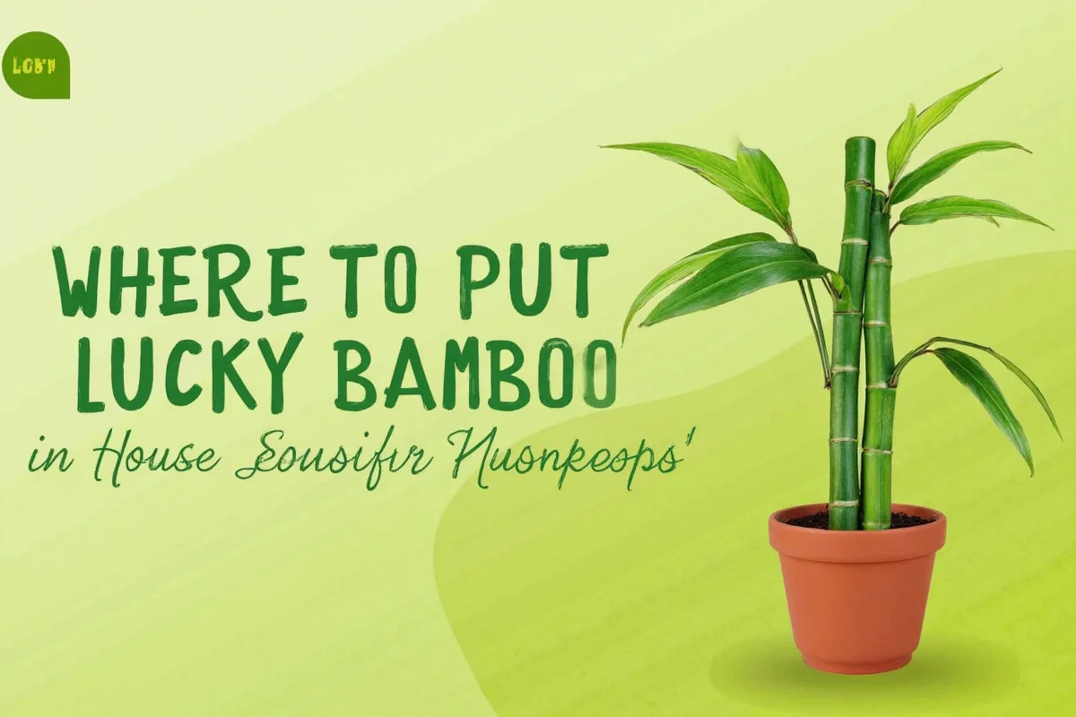 7 Best Spots for Lucky Bamboo | TheHomeSprouts