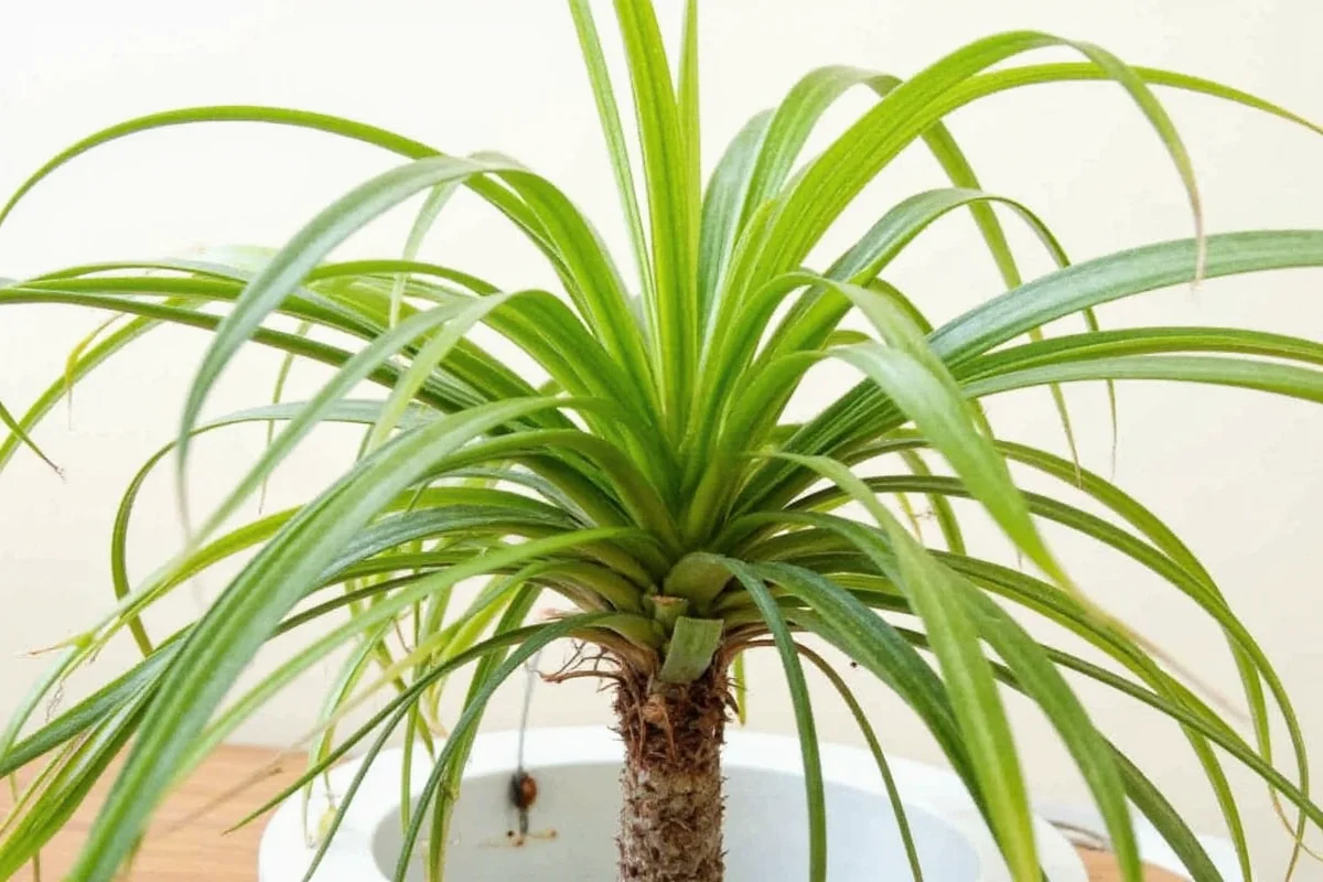 Coffee Grounds for Spider Plants | TheHomeSprouts