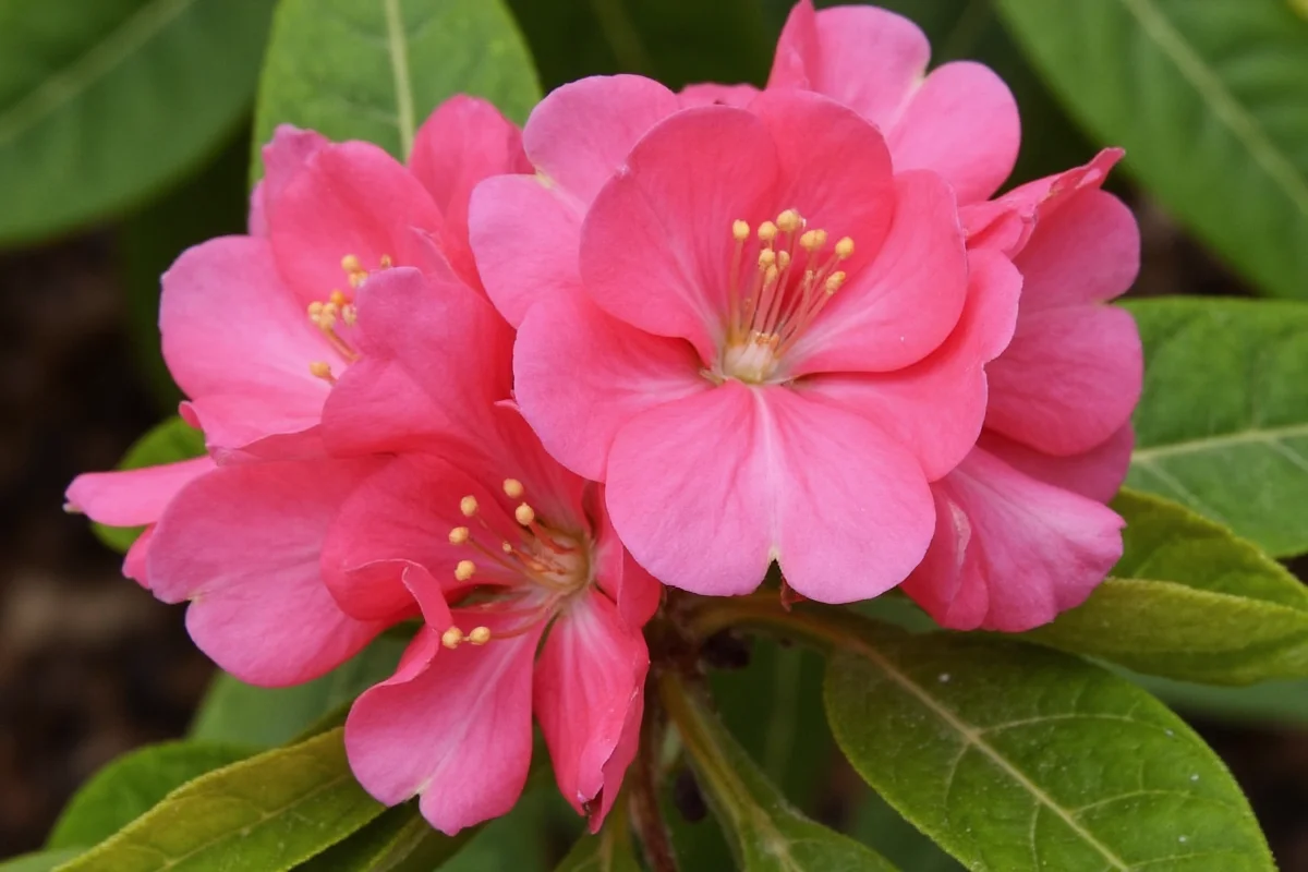 February 16 Hawthorn: Meanings & History | TheHomeSprouts