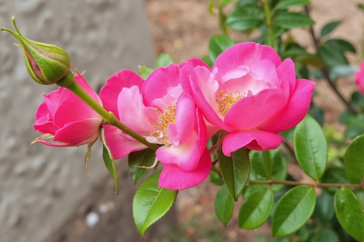 Mini Rose Care: 5 Tips for Year-Round Blooms | TheHomeSprouts