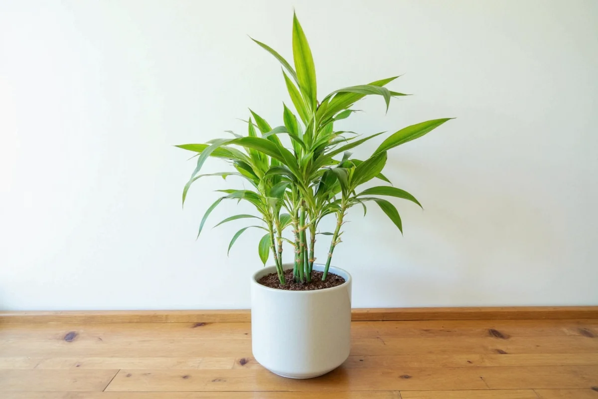 7 Bamboo Plant Care Tips | TheHomeSprouts