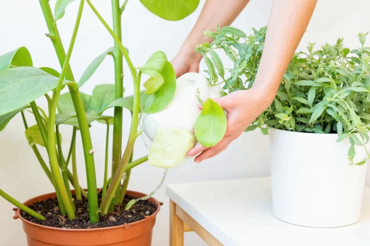 Prayer Plant Watering Guide | TheHomeSprouts
