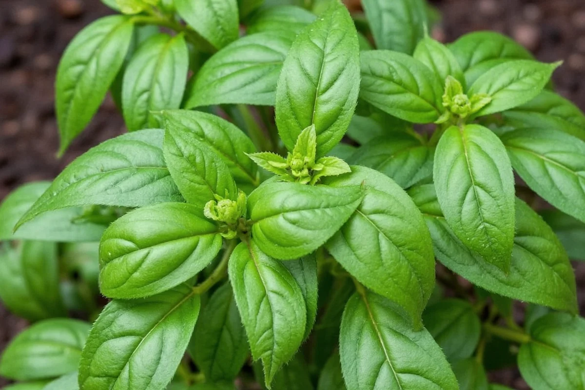 7 Best Basil Companion Plants | TheHomeSprouts
