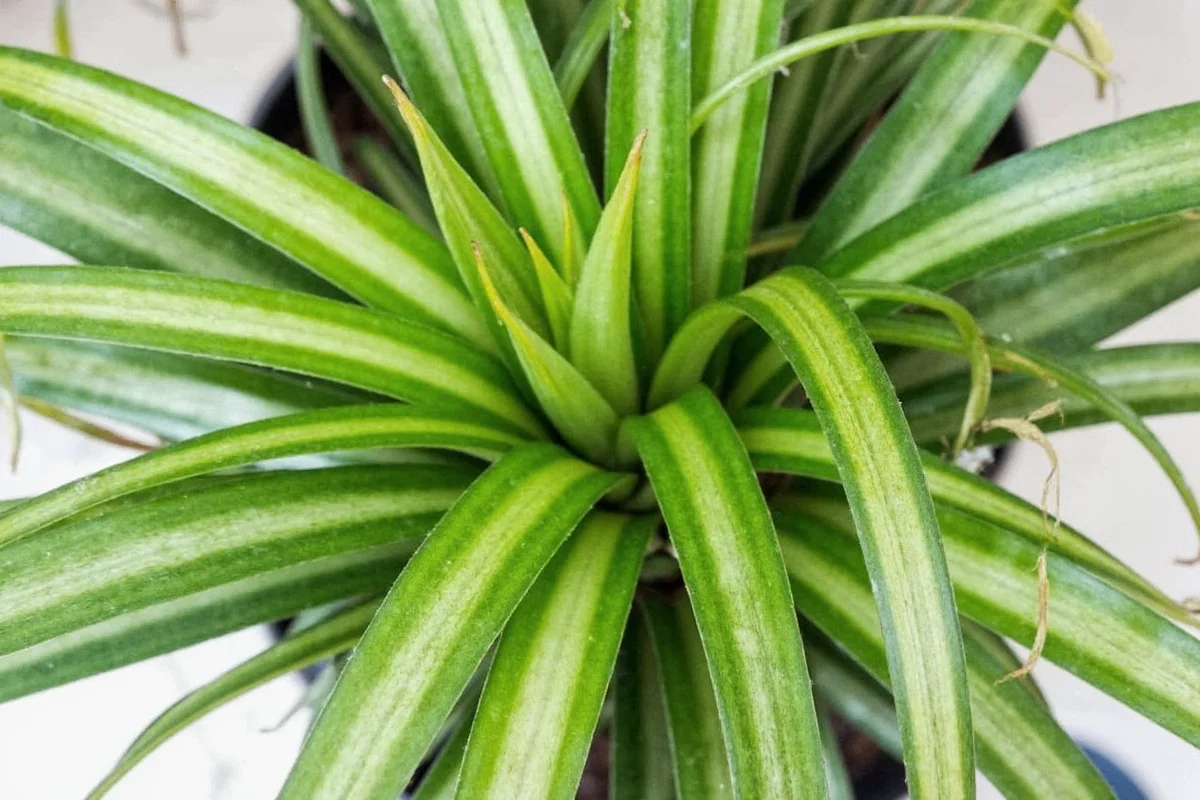 Spider Plants in Water: 5 Care Tips | TheHomeSprouts