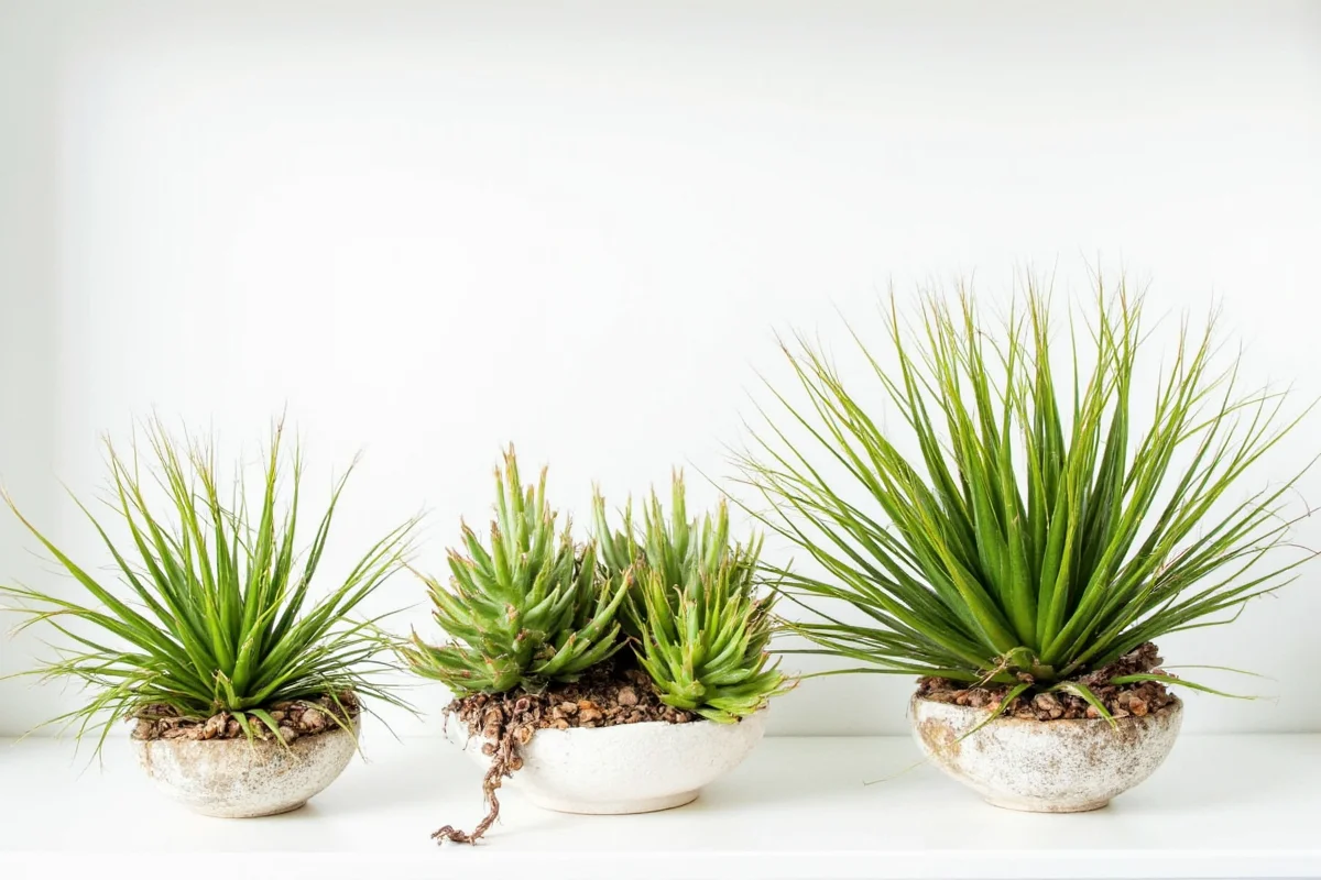 Air Plant Sizes: 7 Species Guide | TheHomeSprouts