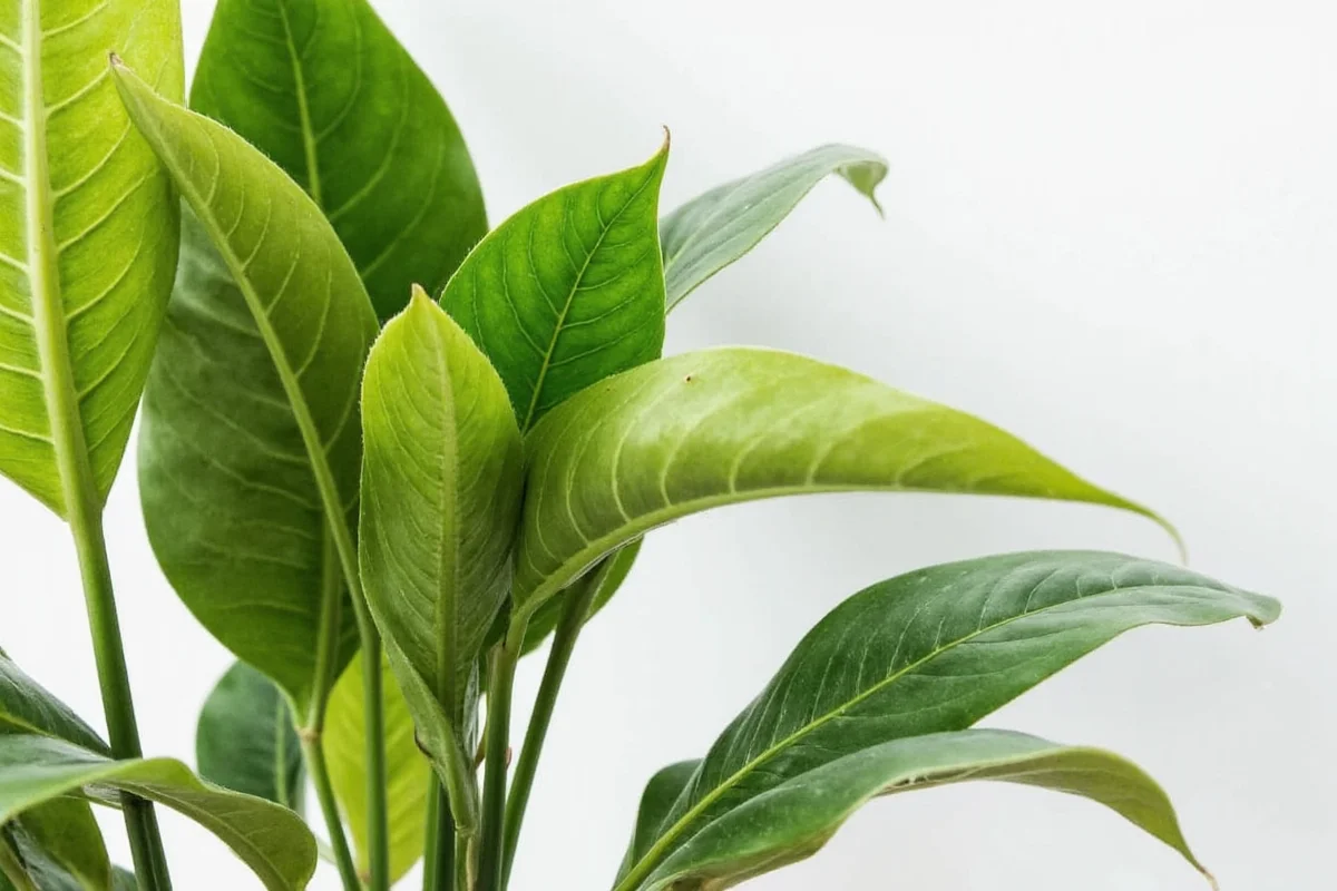 Rubber Plant Care: 5 Expert Tips | TheHomeSprouts