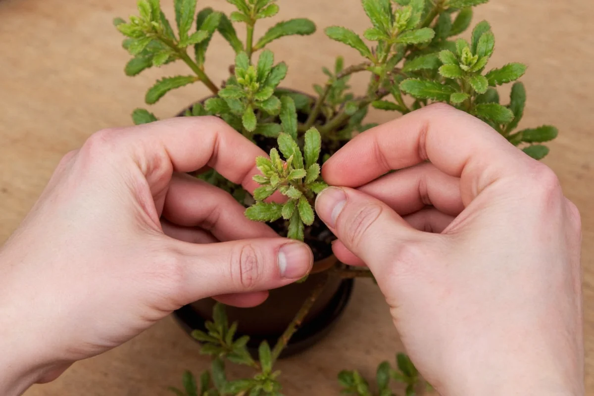 How to Propagate a Kalanchoe Plant: 5 Foolproof Methods (Even If You’ve Killed Succulents Before) — Root Success in 10 Days or Less, No Special Tools Needed