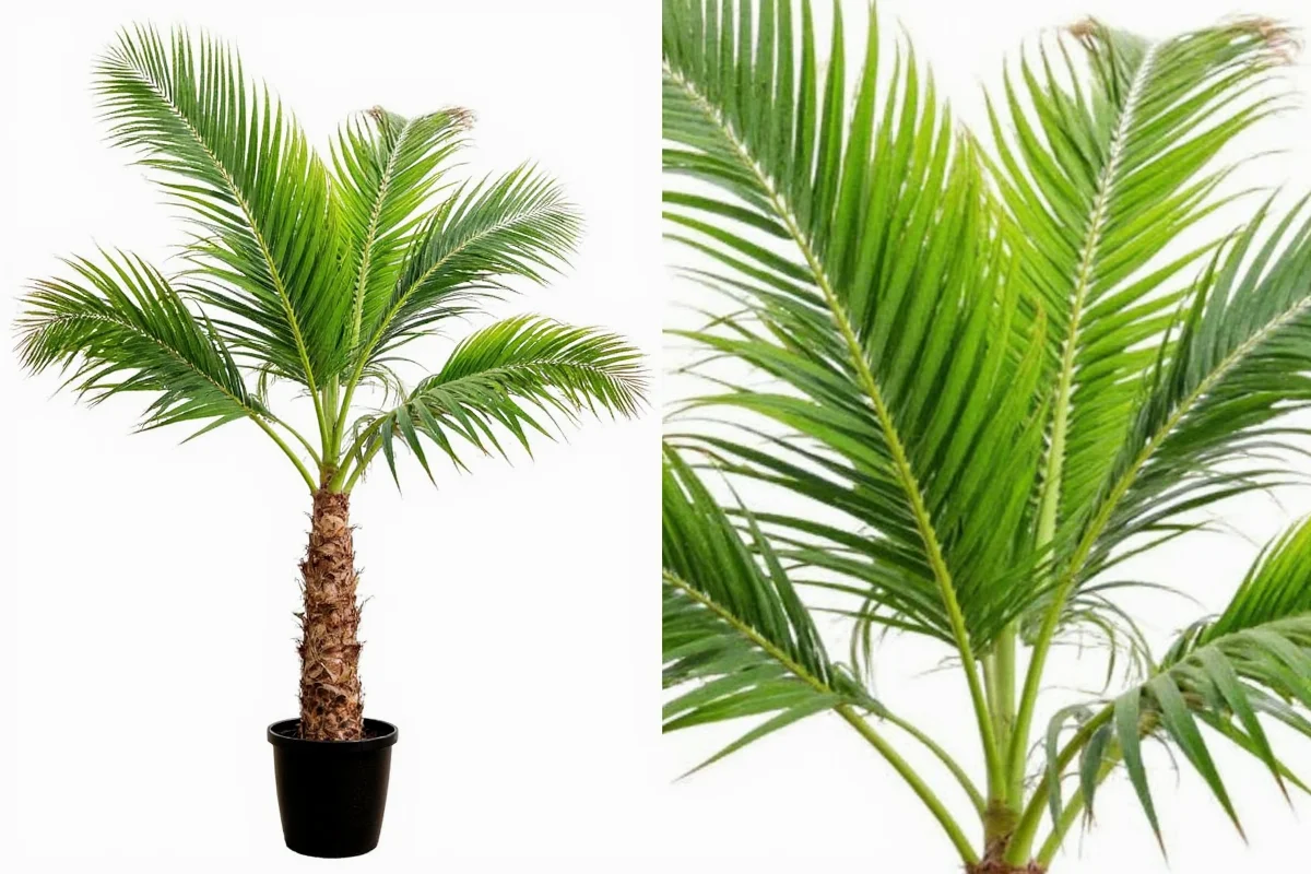 7 Palm Plant Care Tips for Thriving Indoor Plants | TheHomeSprouts