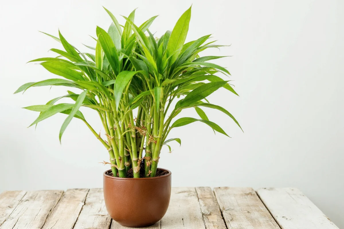 Lucky Bamboo Care: 5 Tips for Success | TheHomeSprouts