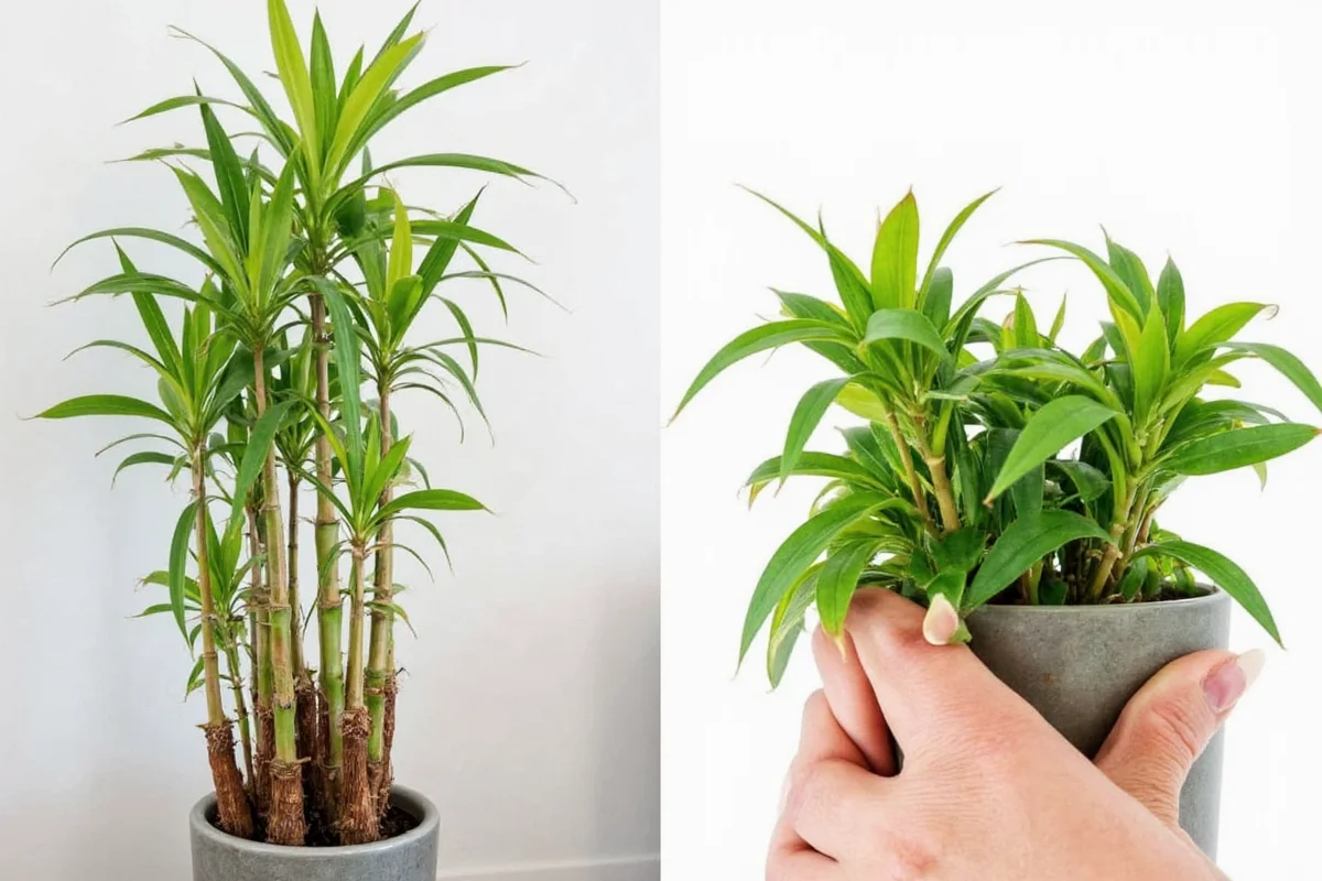 Water Bamboo Plants: 5 Expert Tips | TheHomeSprouts
