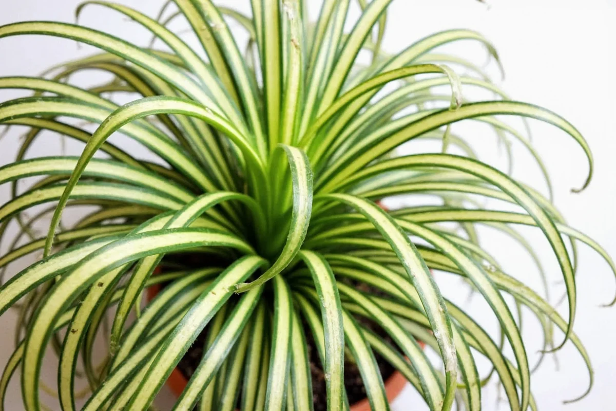 Spider Plant Size Guide: 12-24" Growth | TheHomeSprouts