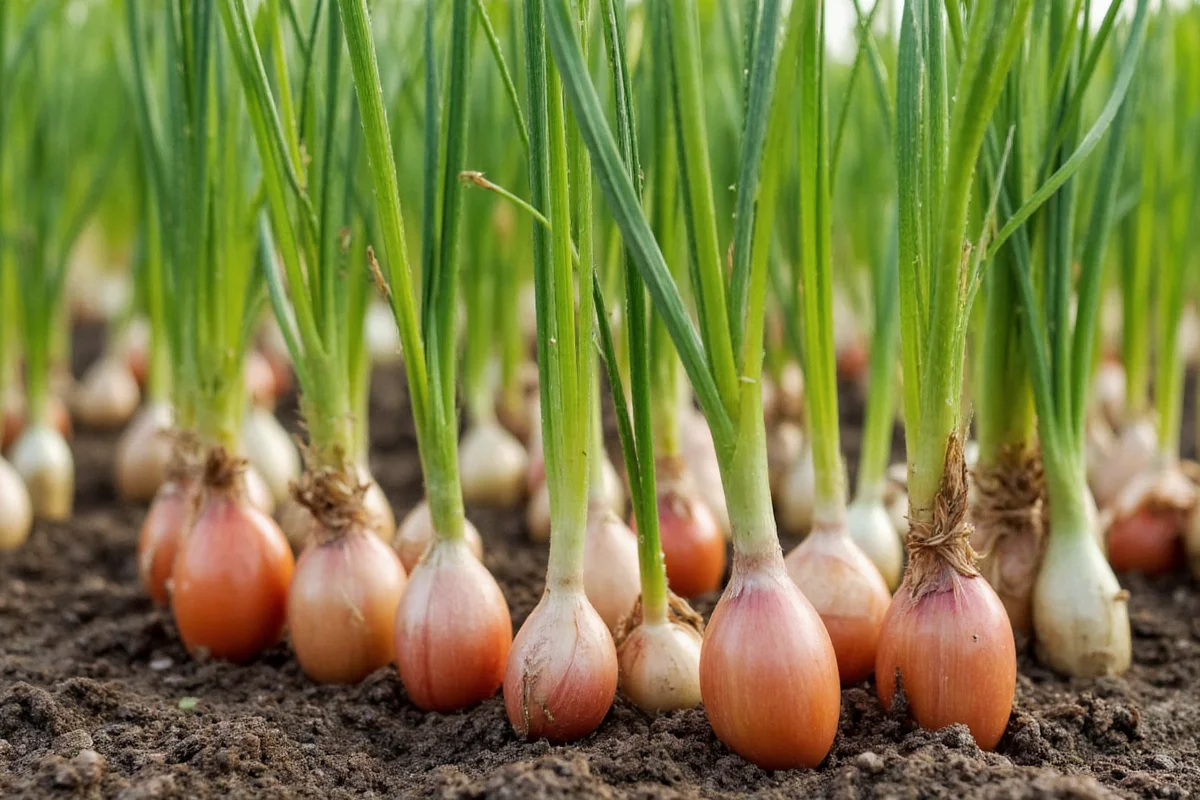 Plant Tomatoes & Onions Together | TheHomeSprouts