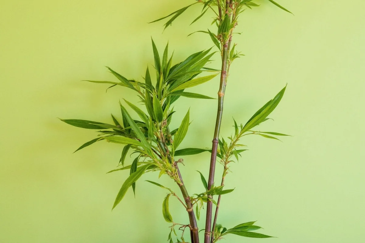 Trim Bamboo Plants: 5 Pro Tips | TheHomeSprouts