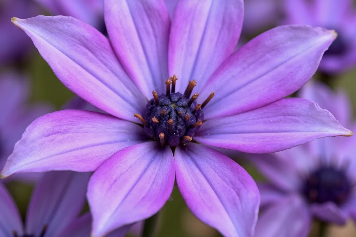 July 16 Birth Flower: Cornflower Meaning | TheHomeSprouts