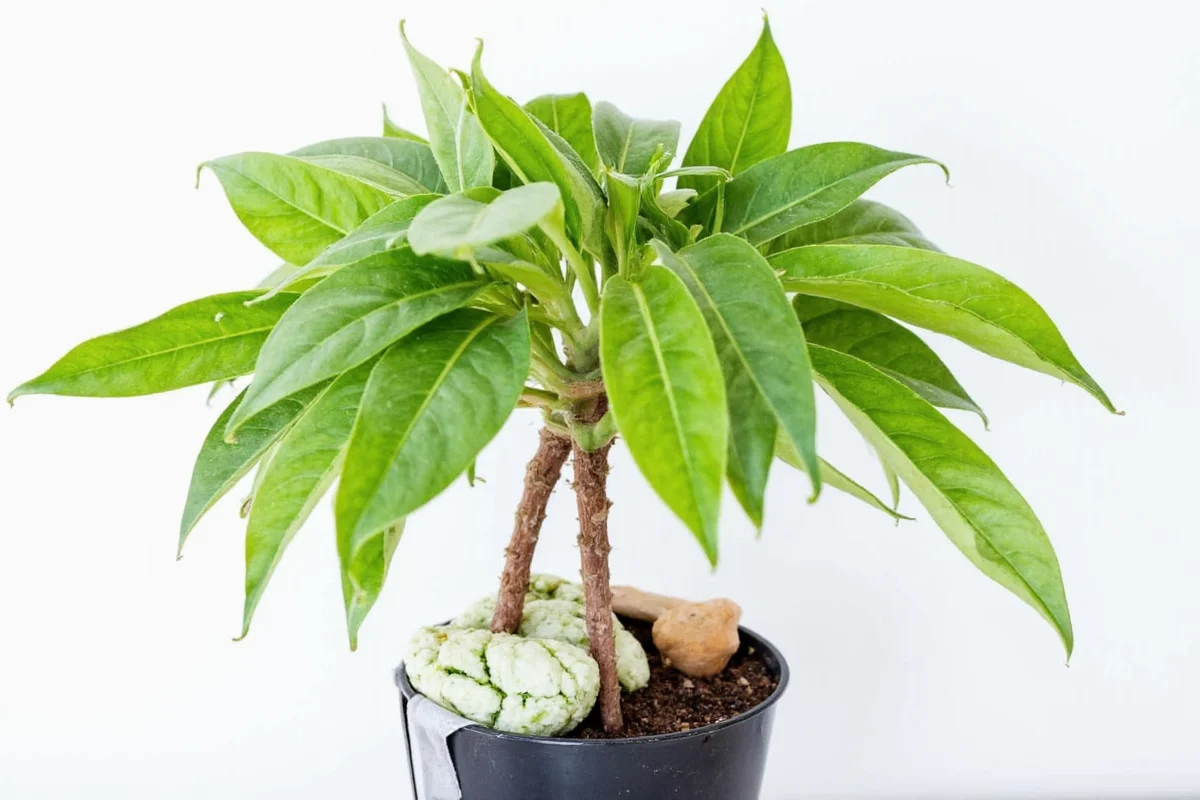 5 Snake Plant Care Tips | TheHomeSprouts
