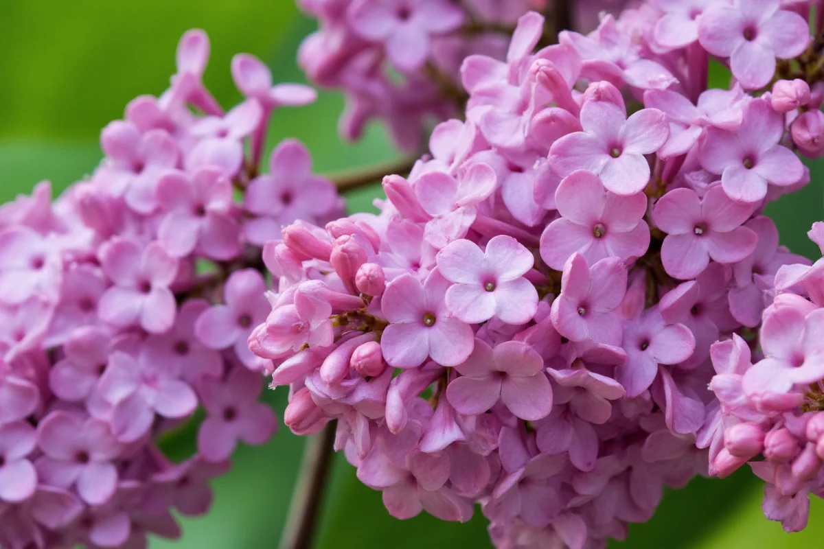 May 8 Lilac: 5 Tips for Perfect Blooms | TheHomeSprouts