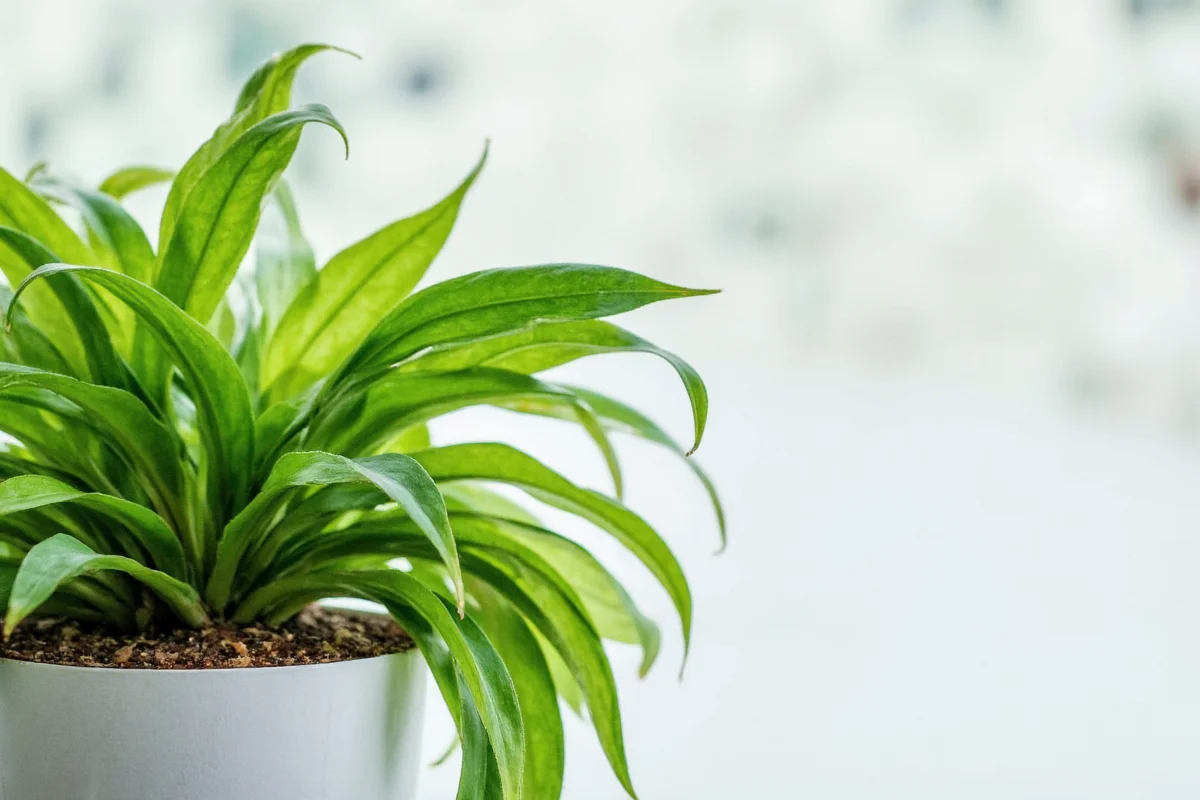 Do Plants Really Clean Air? 5 Facts | TheHomeSprouts