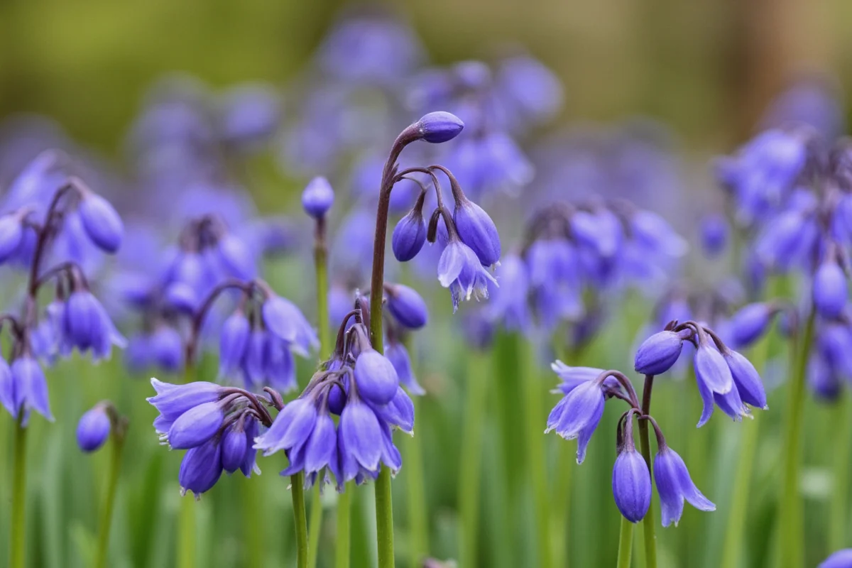 April 18 Bluebell Flower Meaning | TheHomeSprouts
