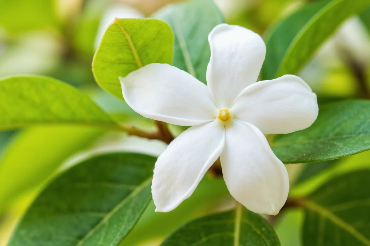 July 6 Birth Flower: Jasmine Guide | TheHomeSprouts