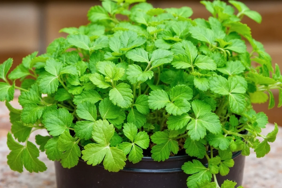 Grow Coriander: 5 Expert Tips | TheHomeSprouts