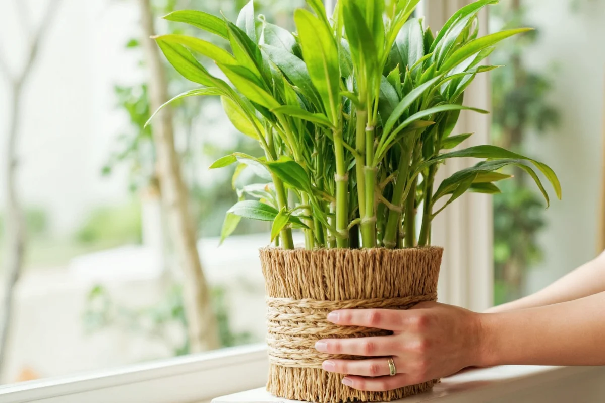 5 Steps to Grow Bamboo Indoors | TheHomeSprouts