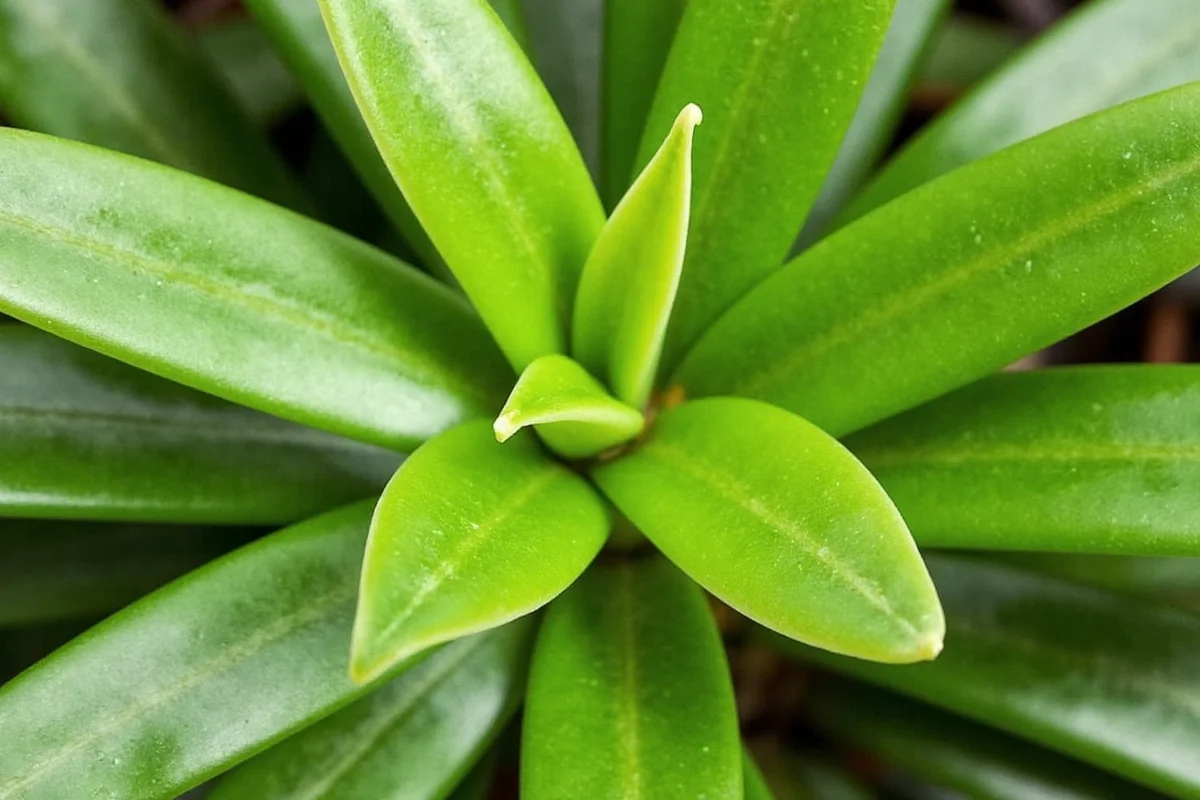 Jade Plant Watering Guide: 5 Expert Tips | TheHomeSprouts