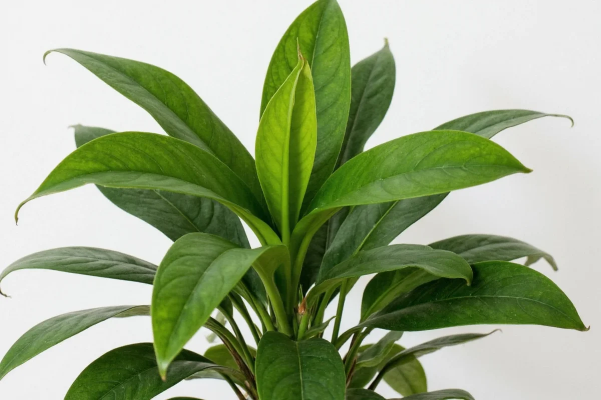 Peace Lily Care: 5 Essential Tips | TheHomeSprouts