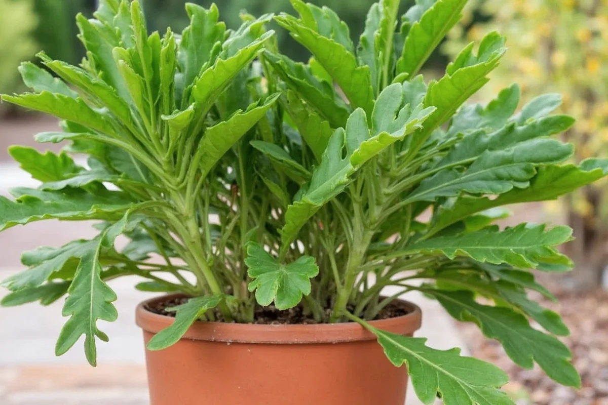Root Bound Jade Plants: 5 Signs to Repot | TheHomeSprouts