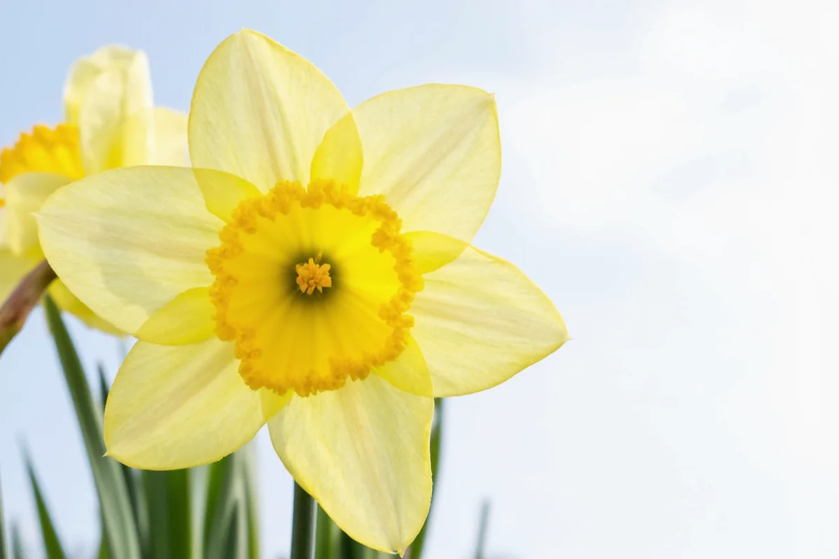 February 17 Narcissus Flower Meaning | TheHomeSprouts