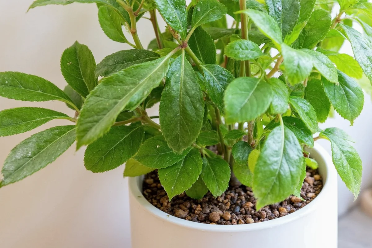 7 Foliage Plant Care Tips | TheHomeSprouts