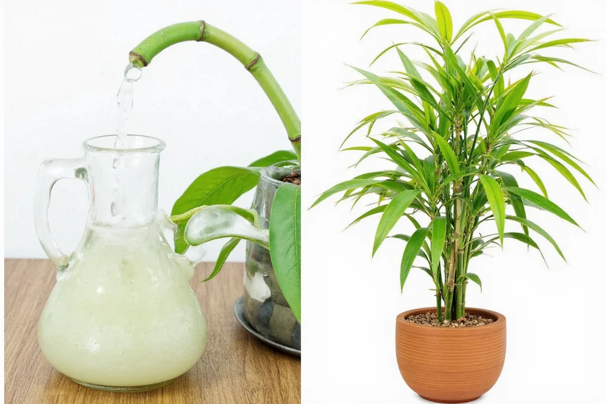 7 Bamboo Plant Care Tips | TheHomeSprouts