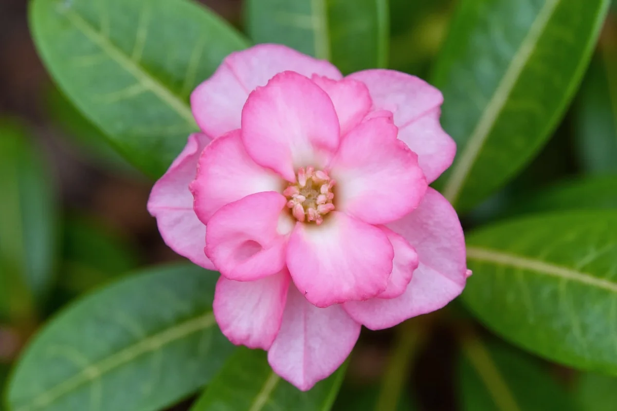 February 22 Birth Flower: Daphne Guide | TheHomeSprouts