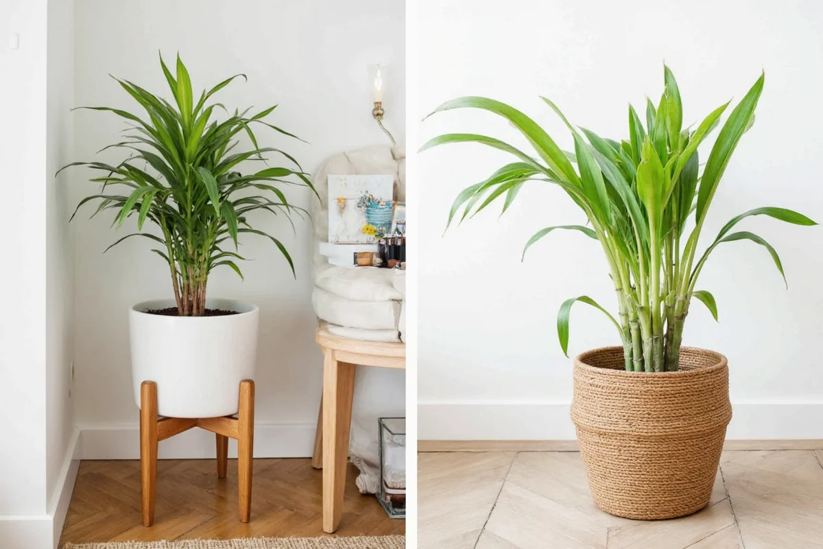 5 Best Bamboo Plant Spots for Home | TheHomeSprouts