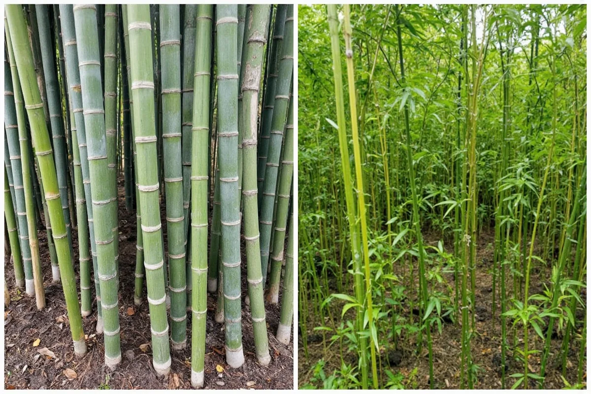 Bamboo Spacing Guide: 5 Rules for Healthy Growth | TheHomeSprouts